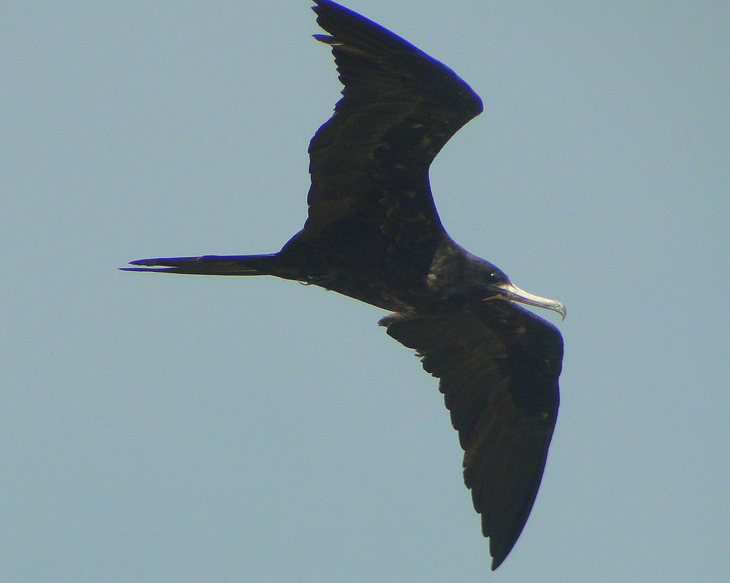 Tijereta de Mar