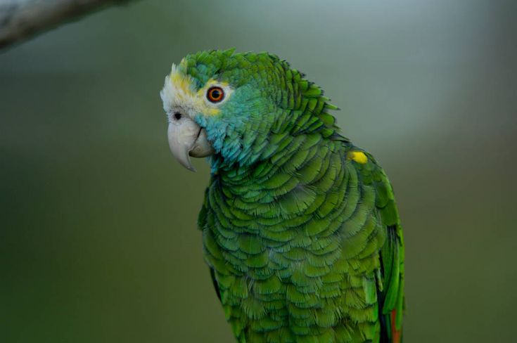 Galería fauna 3