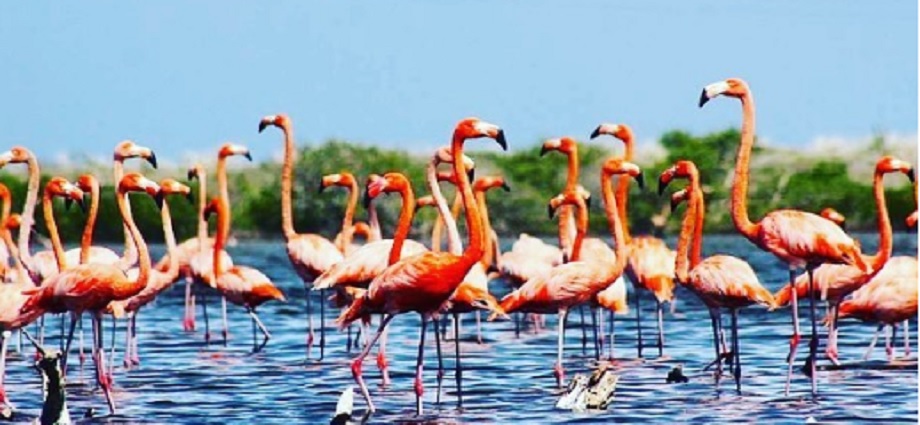Galería fauna 1