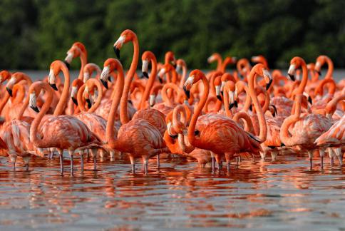 Galería fauna 2