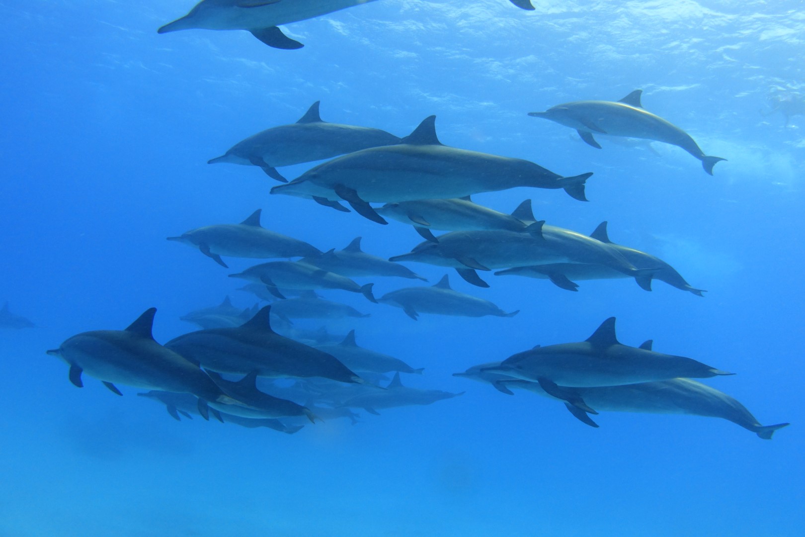 Galería fauna 5