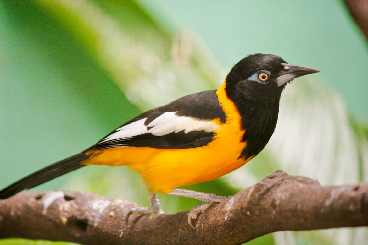 Galería fauna 8