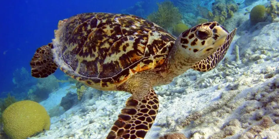 Tortugas Marinas