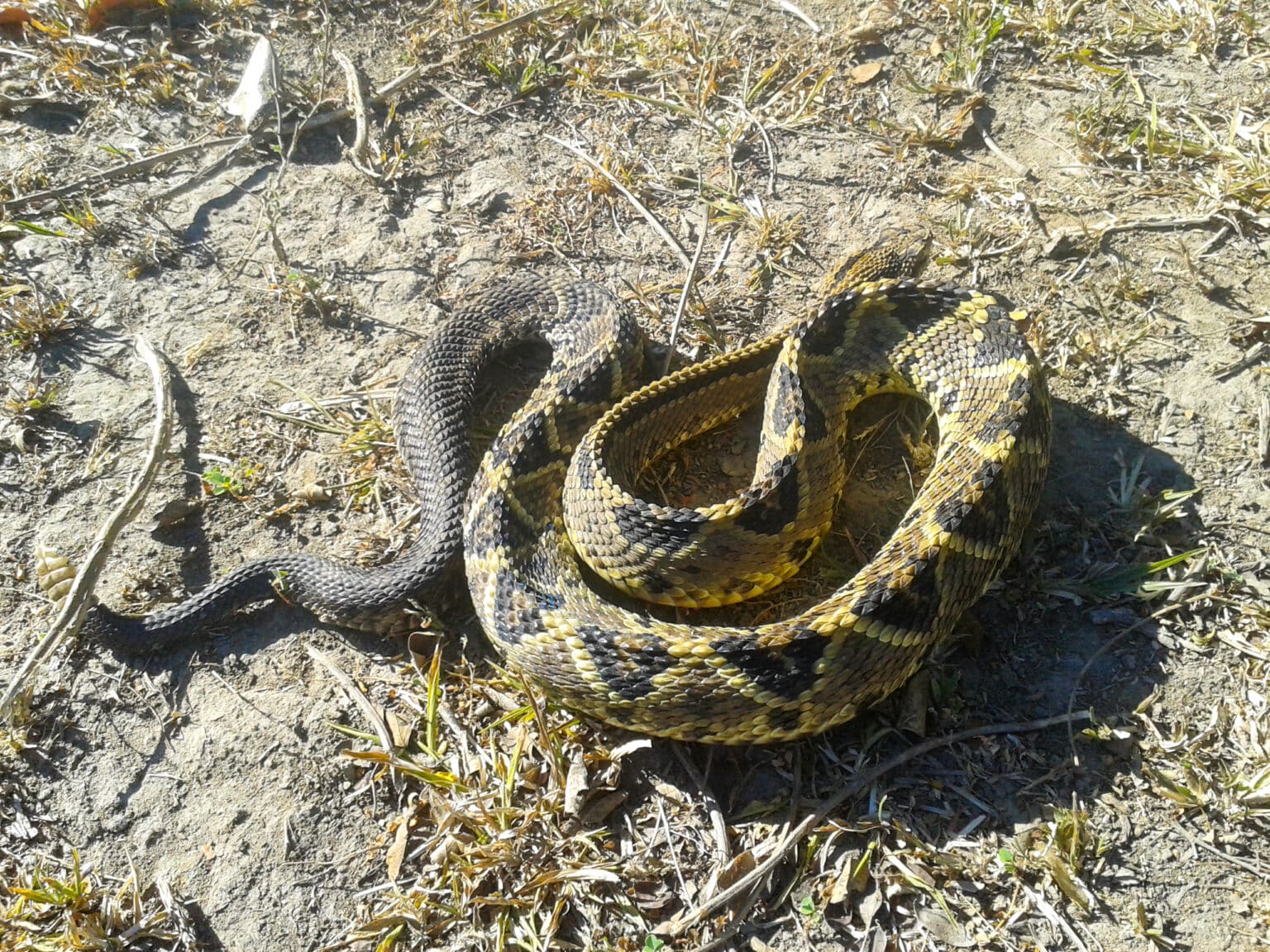 La Cascabel de Margarita