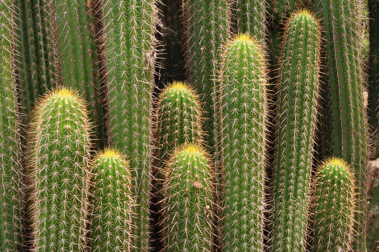 Galería flora 7