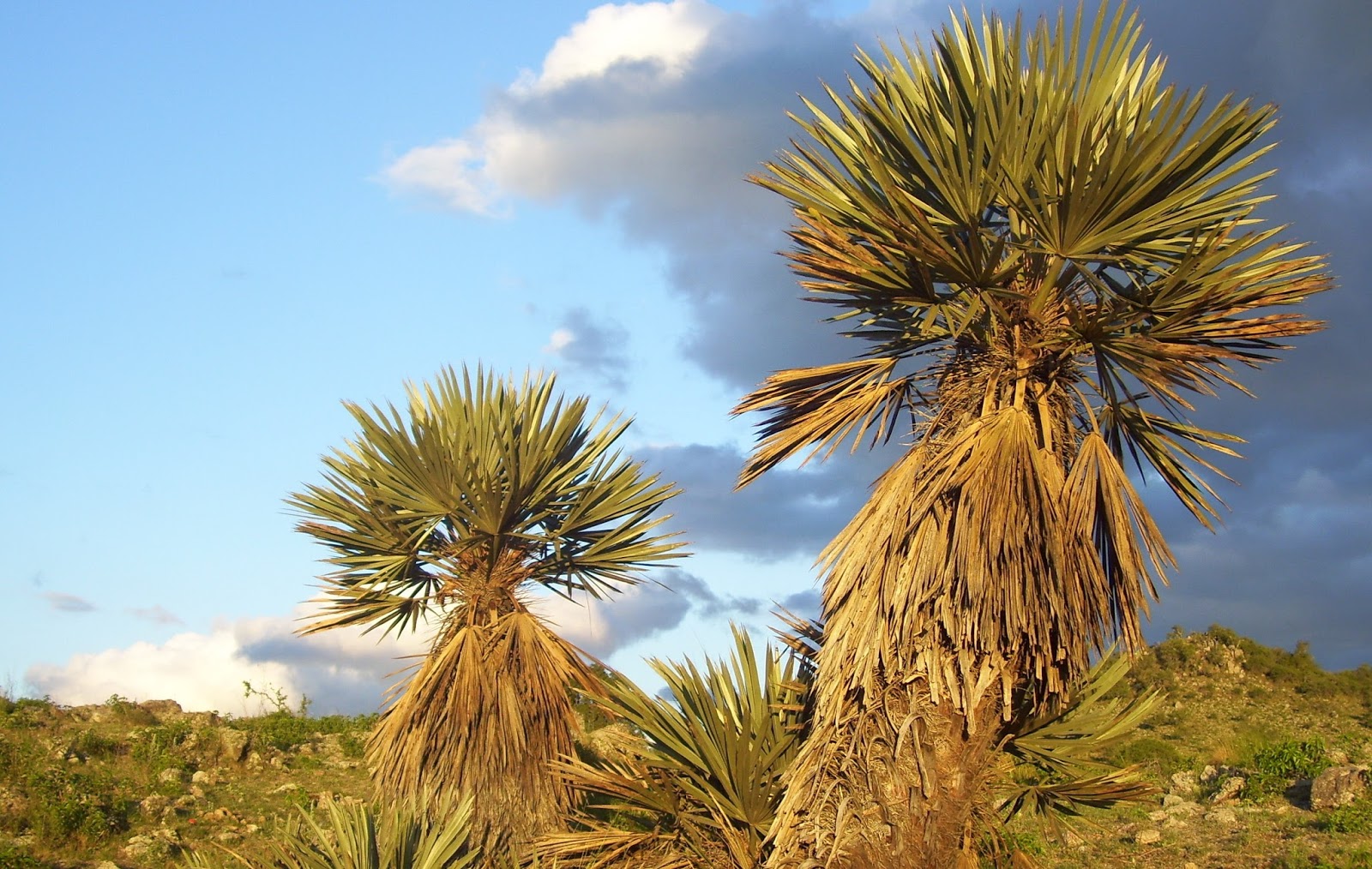 Palma de Cerro y Helechos