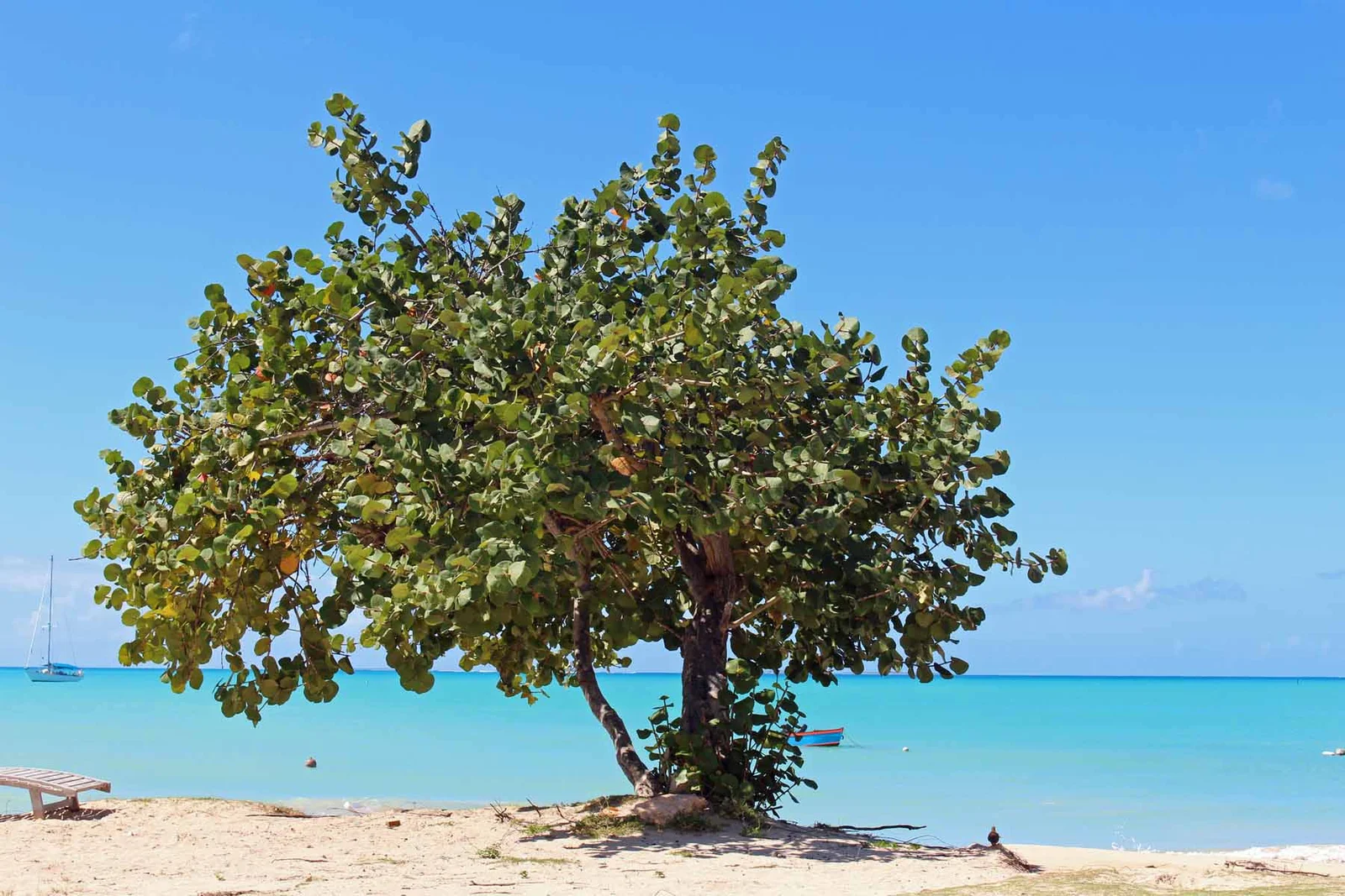 Uva de Playa